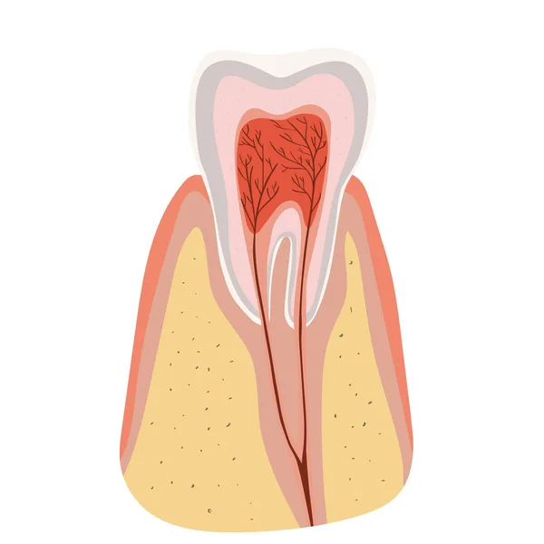 Zahnstrukturdiagramm des Einschnitts des Zahnes. Vektor-Vorlage isoliert auf weißem Hintergrund. — Stockvektor