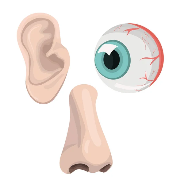 Vektor uppsättning av ögon, öron och näsa. Mallar isolerade på vit bakgrund. — Stock vektor