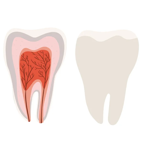 歯の構造 歯の切開の図。白い背景に分離されたベクトルテンプレート. — ストックベクタ