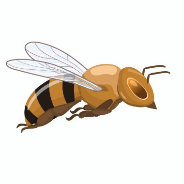 Honeybee uçuşta. Beyaz arka planda yalıtılmış vektör grafikleri.