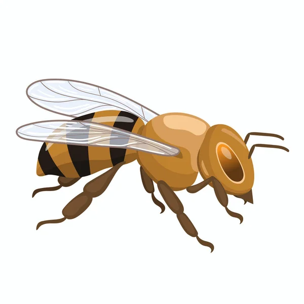 Καθιστή γλυκιά μέλισσα. Διανυσματικά γραφικά απομονωμένα σε λευκό φόντο. — Διανυσματικό Αρχείο
