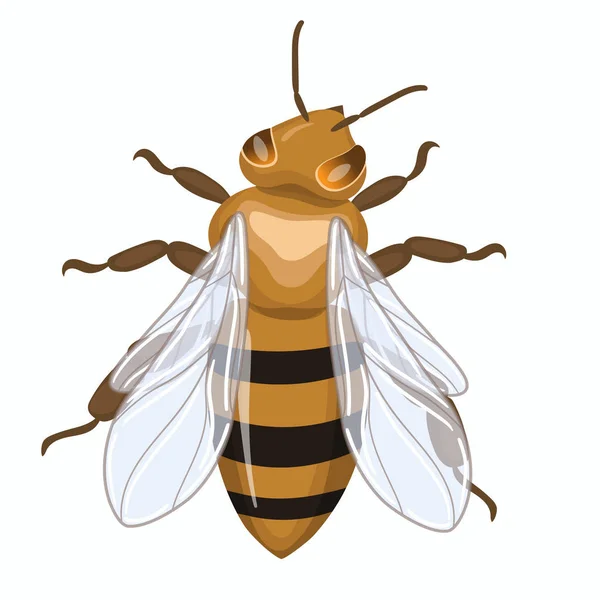 Καθιστή γλυκιά μέλισσα. Διανυσματικά γραφικά απομονωμένα σε λευκό φόντο. — Διανυσματικό Αρχείο