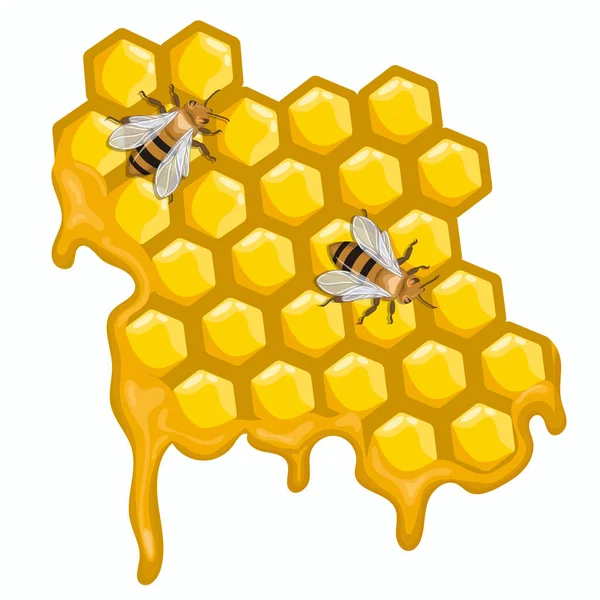 Δύο μέλισσες κάθονται πάνω σε κηρήθρες. Διανυσματικά γραφικά απομονωμένα σε λευκό φόντο. — Διανυσματικό Αρχείο