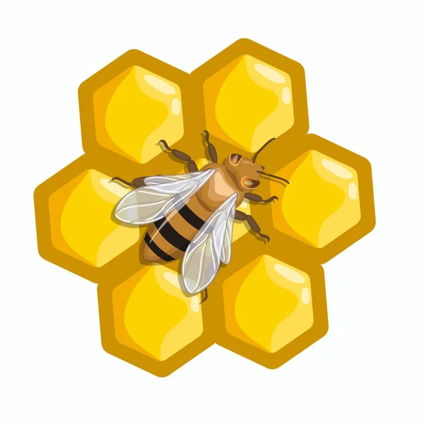 Ett bi sitter på honeycombs. Vektorgrafik isolerad på vit bakgrund. — Stock vektor