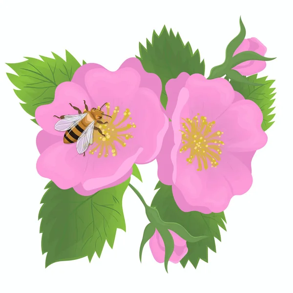 Una abeja se sienta en una flor de rosa de perro. Gráficos vectoriales aislados sobre fondo blanco . — Archivo Imágenes Vectoriales