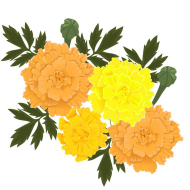Beyaz arka planda izole sarı ve turuncu renk kadife çiçekleri. Vektör grafikleri.