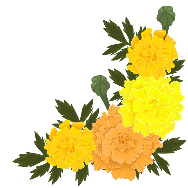 Flores de caléndula de color amarillo y naranja aisladas sobre fondo blanco. Gráficos vectoriales . — Vector de stock