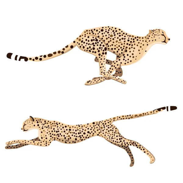 Conjunto de dos guepardos corriendo aislados sobre un fondo blanco. Gráficos vectoriales . — Archivo Imágenes Vectoriales