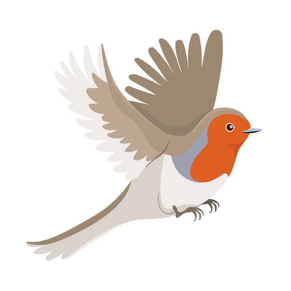 Robin pájaro en vuelo aislado sobre un fondo blanco. Gráficos vectoriales . — Vector de stock