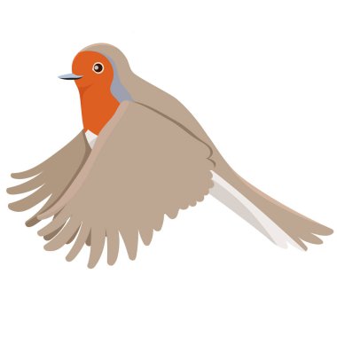 Robin kuşu beyaz bir arka plan üzerinde izole uçuş. Vektör grafikleri.