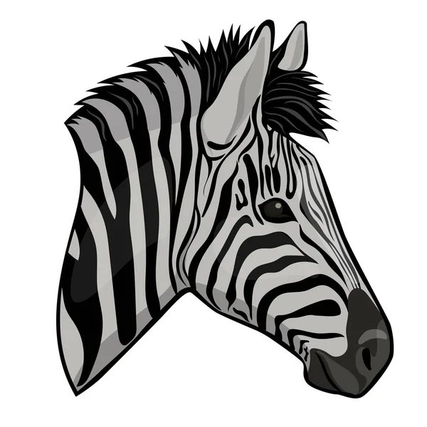 Zebra hlava izolovaná na bílém pozadí. Vektorová grafika. — Stockový vektor