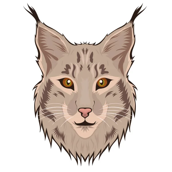 Lynx Head isolerat på en vit bakgrund. Vektorgrafik. — Stock vektor