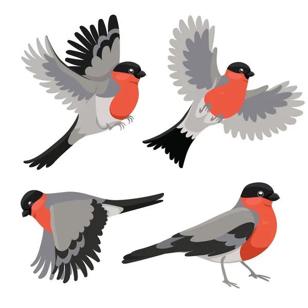 Beyaz bir arka plan üzerinde izole bullfinches kümesi. Vektör grafikleri.