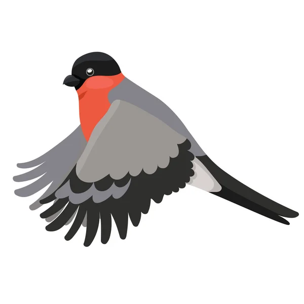 Pták Bullfinch izolovaný na bílém pozadí. Vektorová grafika — Stockový vektor