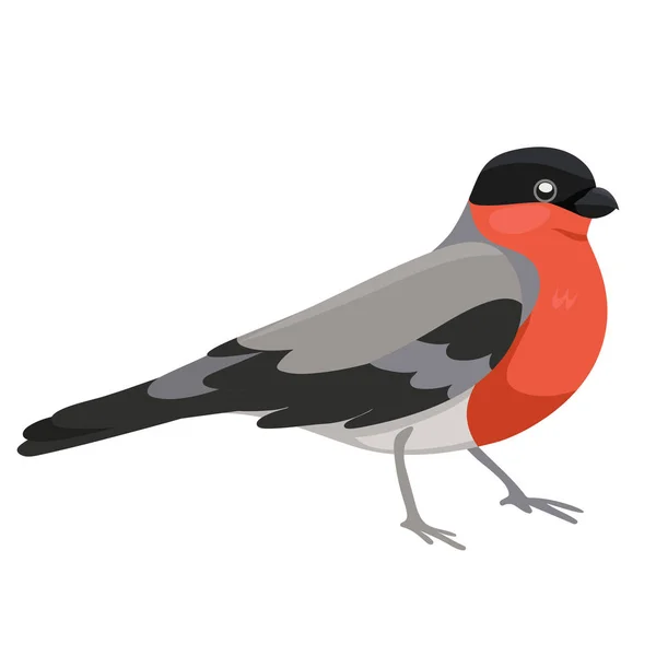 Pták Bullfinch izolovaný na bílém pozadí. Vektorová grafika — Stockový vektor