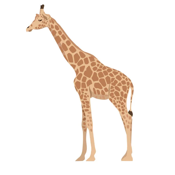 Giraffe isoliert auf weißem Hintergrund. Vektorgrafik. — Stockvektor