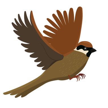 Serçe beyaz bir arka plan üzerinde izole. Vektör grafikleri.