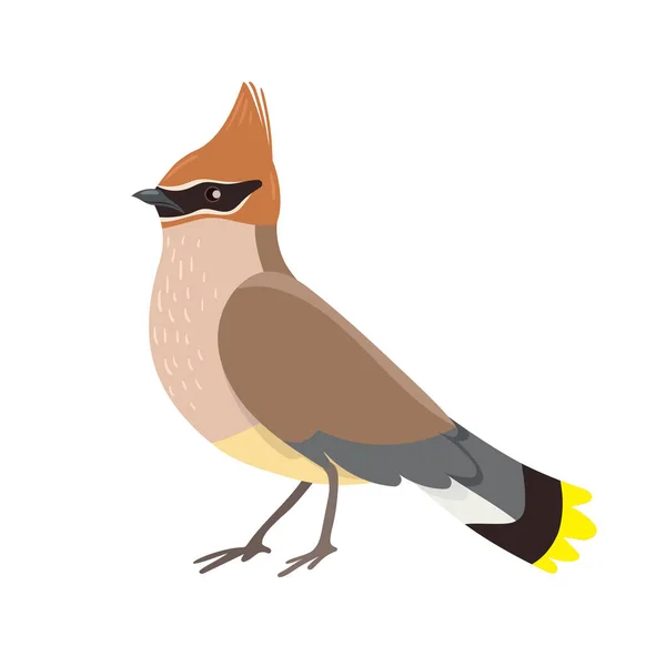 Waxwing se izoloval na bílém pozadí. Vektorová grafika. — Stockový vektor