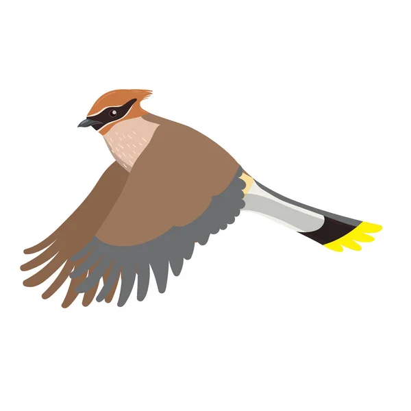 Waxwing se izoloval na bílém pozadí. Vektorová grafika. — Stockový vektor