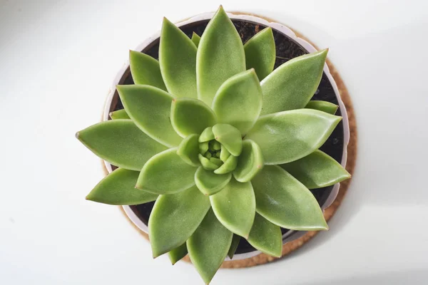 Succulent plant isolated on white background top view. Photo Image