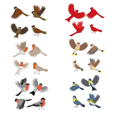 Kuş robin, kırmızı kardinal, göğüsleri, serçe, bullfinches, waxwing koleksiyonu. Beyaz arka planda yalıtılmış.