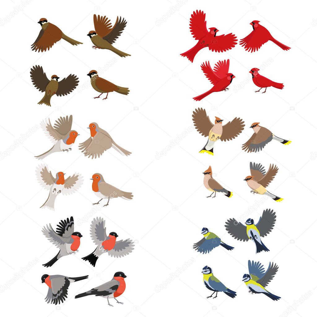 Collection of birds robin, red cardinal, tits, sparrow, bullfinches, waxwing Isolated on white background vector