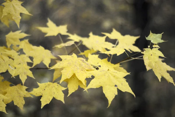 Tak met esdoorn geel blad. foto afbeelding — Stockfoto