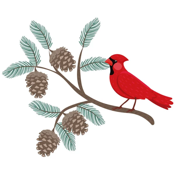 Červený kardinál sedí na větvi borovice. — Stockový vektor