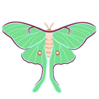 Beyaz arka planda izole edilmiş Satürn Ay Kelebeği. Vektör resmi