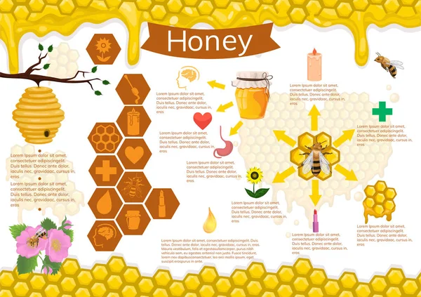 蜂蜜とミツバチのインフォグラフィック ベクトル画像 — ストックベクタ