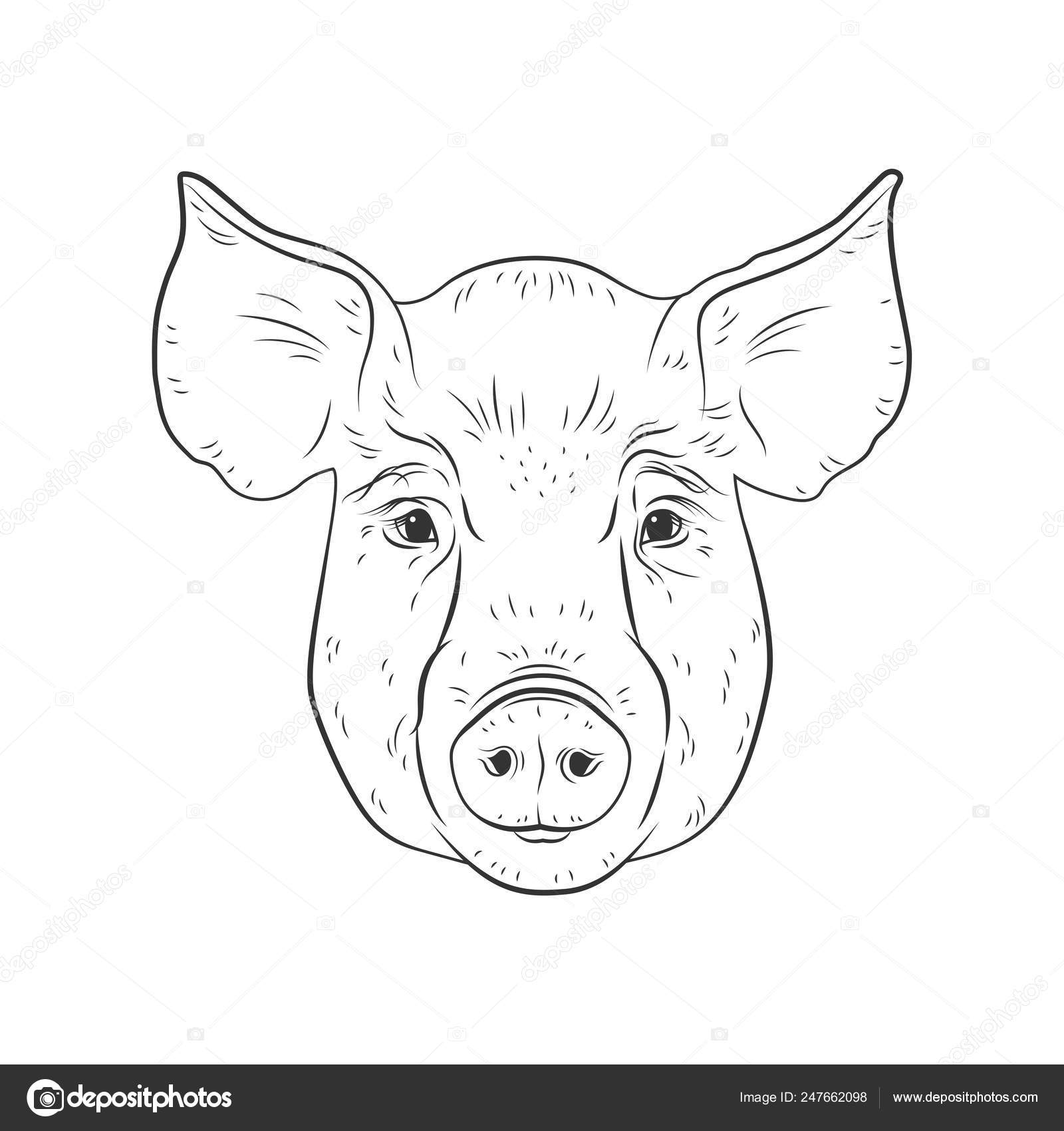 Cabeza De Cerdo Vectores Graficos Imagenes Vectoriales Depositphotos Cabeza De Cerdo Vectores Graficos Imagenes Vectoriales Depositphotos