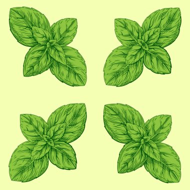 El çizilmiş kroki tarzı fesleğen yaprakları ayarlayın. Mutfak ve baharatlı malzemeler pişirme koleksiyonu. Beyaz arka plan üzerine izole bitkisel oyma tarzı illüstrasyon. Vektör arka plan dikişsiz desen