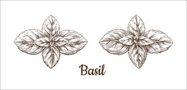 El çizilmiş kroki tarzı fesleğen yaprakları ayarlayın. Mutfak ve baharatlı malzemeler pişirme koleksiyonu. Beyaz arka plan üzerine izole bitkisel oyma tarzı illüstrasyon. Vektör 