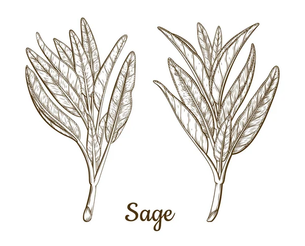 Sauge Salvia Laisse Bâton Rameau Feuille Illustration Vectorielle Croquis Encre — Image vectorielle