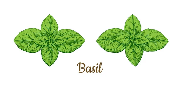 Set Foglie Basilico Stile Schizzo Disegnato Mano Raccolta Ingredienti Culinari — Vettoriale Stock