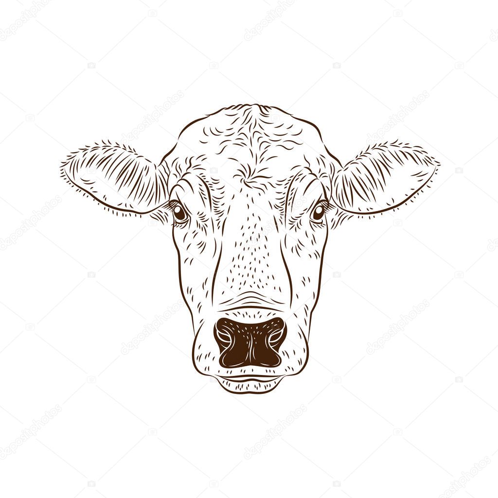 Cow calf bulls head isolated on white background. Cattle logo. Butchery sign. Beef, farm symbol. Poultry. Black and white emblem, symbol, silhouette. Stamp. Vector stencil illustration. Sketch.
