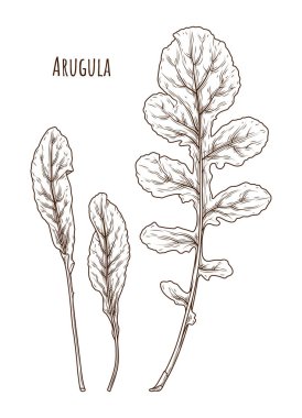 Arugula yaprak el çizilmiş illüstrasyon. İzole Sebze oyma tarzı nesne. Ayrıntılı vejetaryen gıda çizim. Çiftlik pazarı salatası. Menü, etiket, simge için harika 