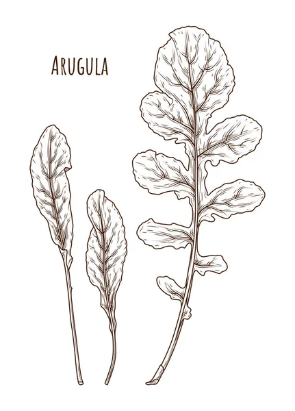 Arugula yaprak el çizilmiş illüstrasyon. İzole Sebze oyma tarzı nesne. Ayrıntılı vejetaryen gıda çizim. Çiftlik pazarı salatası. Menü, etiket, simge için harika 