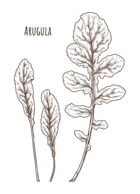Arugula yaprak el çizilmiş vektör illüstrasyon. İzole Sebze oyma tarzı nesne. Ayrıntılı vejetaryen gıda çizim. Çiftlik pazarı salatası. Menü, etiket, simge için harika. Vektör