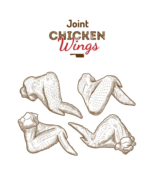 Whole chicken wings joint drawing  illustration.