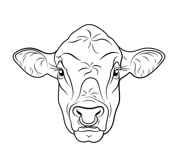 Testa di toro di vitello di mucca isolato su sfondo bianco . — Foto Stock