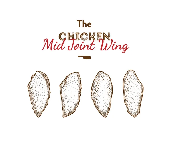 Chicken Mid Joint Wings vector drawing illustration. — Stock Photo, Image