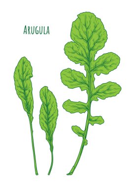 Arugula yaprak el çizilmiş vektör illüstrasyon. İzole Sebze oyma tarzı nesne. Ayrıntılı vejetaryen gıda çizim. Çiftlik pazarı yeşil salata. Menü, etiket, simge Vektör için harika
