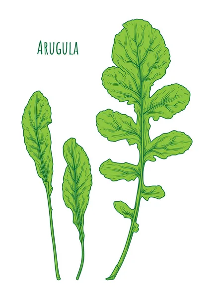 Arugula yaprak el çizilmiş illüstrasyon