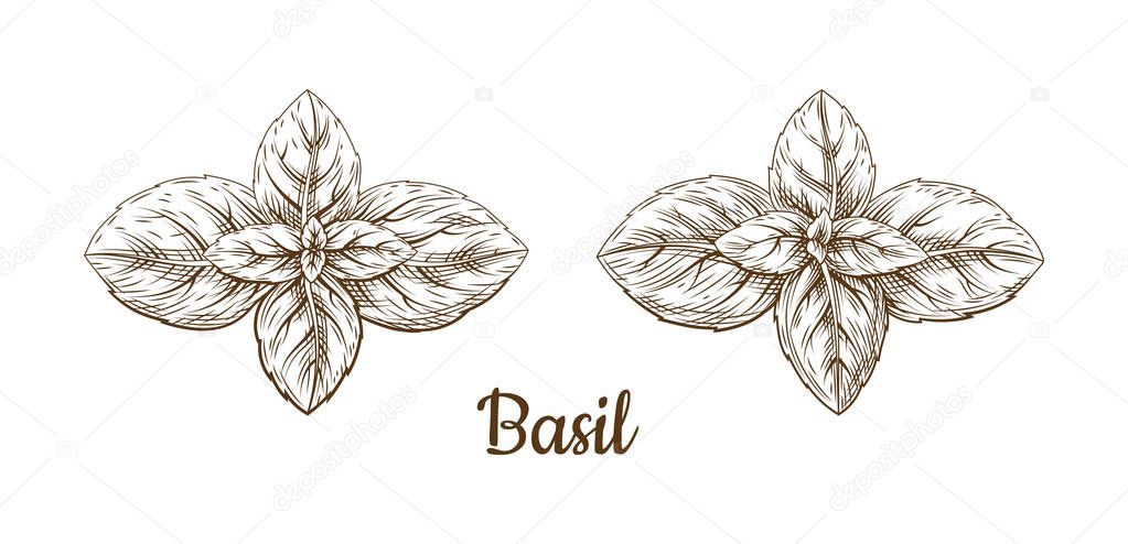 Hand drawn sketch style basil leaves.
