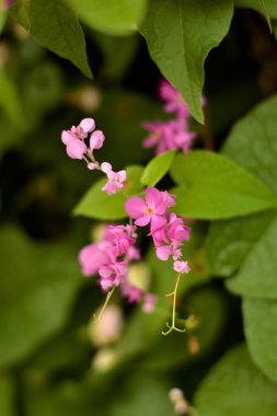Beautyful vahşi Karahindiba çiçeği