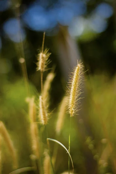 Dried Giant Grass Yard — Stock Photo, Image