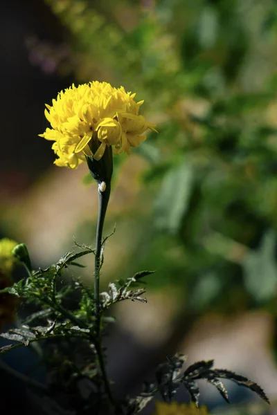 Frumoasă Floare Galbenă Grădină — Fotografie, imagine de stoc