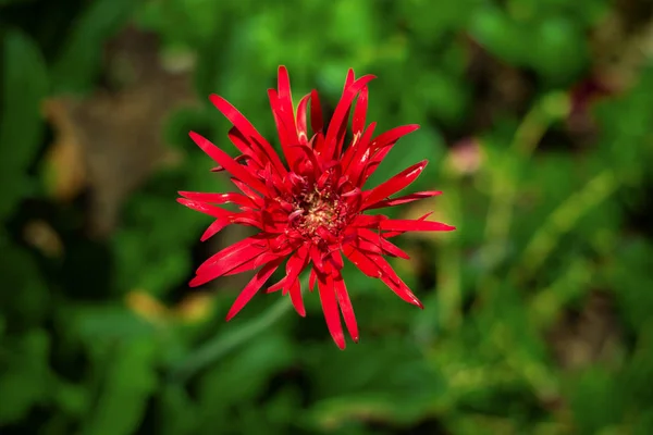Красный Цветок Зеленом Фоне — стоковое фото
