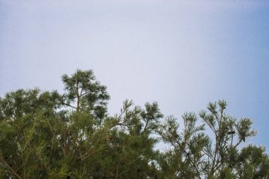 Çam dalları gökyüzüne karşı